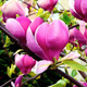 Magnolia Soulange`a Lennei (C2)